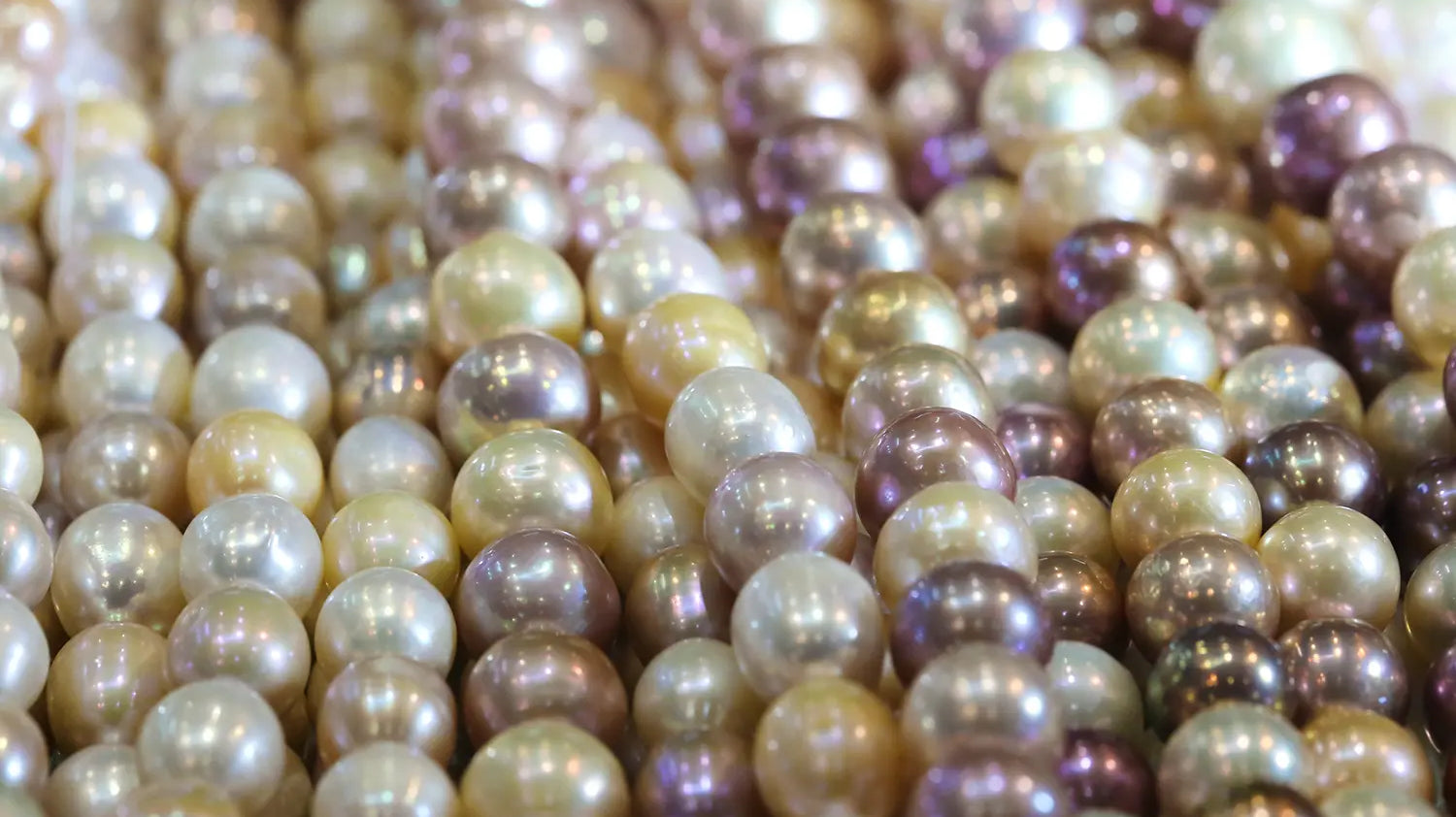 Perle naturelle et nacre : le processus de formation expliqué par l’atelier Bajoia